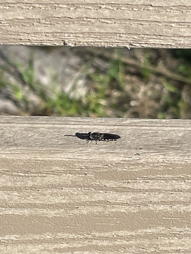 Unknown species found near Gainesville, FL, USA