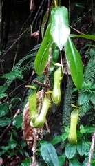 Nepenthes distillatoria