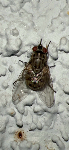 Unknown species found near E Stanton Ave, Columbus, OH, US