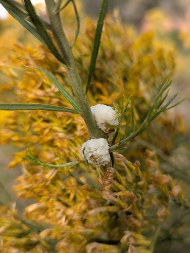 Unknown species found near Hurricane, UT 84737, USA