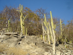 Cephalocereus nudus