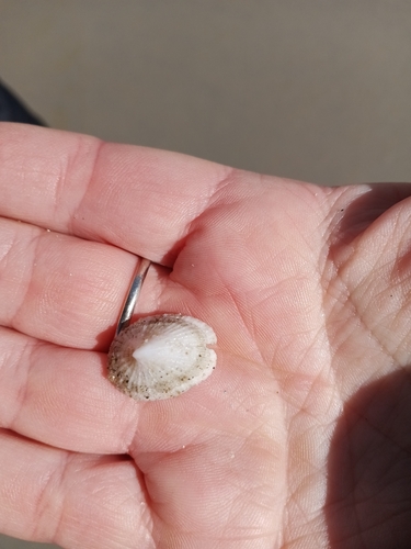 Emarginula striatula observed 2025-10-19