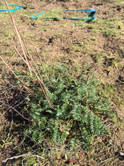Acaena pinnatifida californica