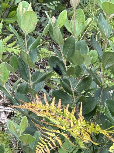 Unknown species found near Jupiter, FL, US
