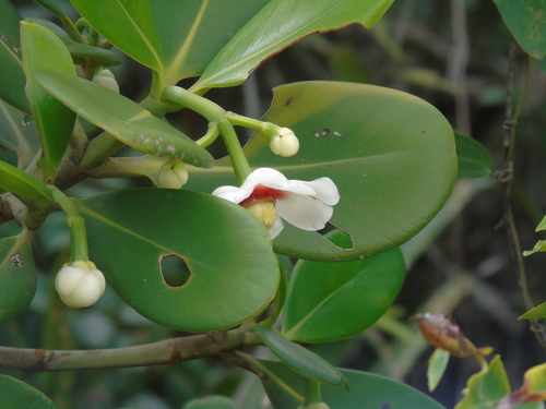 Clusia lanceolata, photograph 6