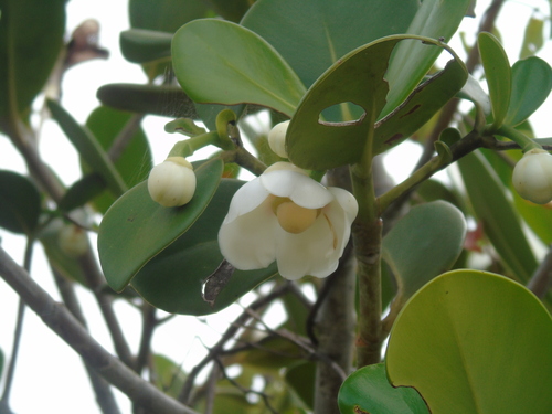 Clusia hilariana, photograph 5