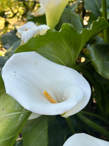 calla lily