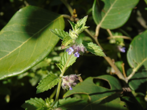 Ortela (Marsypianthes chamaedrys)