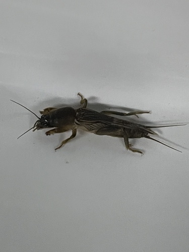 Oriental Mole Cricket