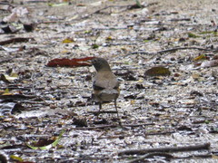 Turdus albicollis
