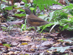 Turdus albicollis