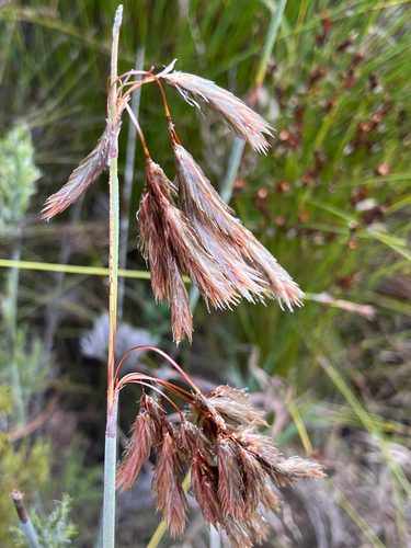 Silver Thatchreed (Thamnochortus cinereus)
