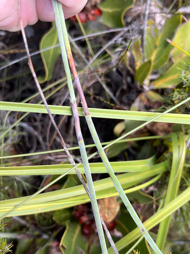 Thamnochortus cinereus, photograph 6