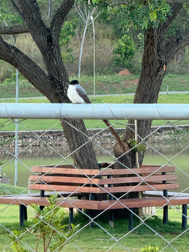 Fork-tailed Flycatcher