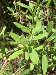 Helichrysum odoratissimum