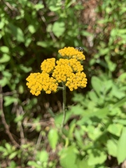 Helichrysum odoratissimum