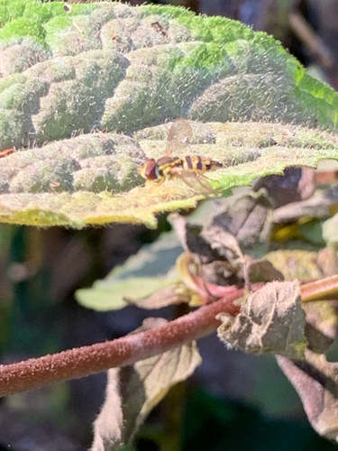 Unknown species found near Raleigh St, Chapel Hill, NC, US