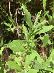 Helichrysum odoratissimum