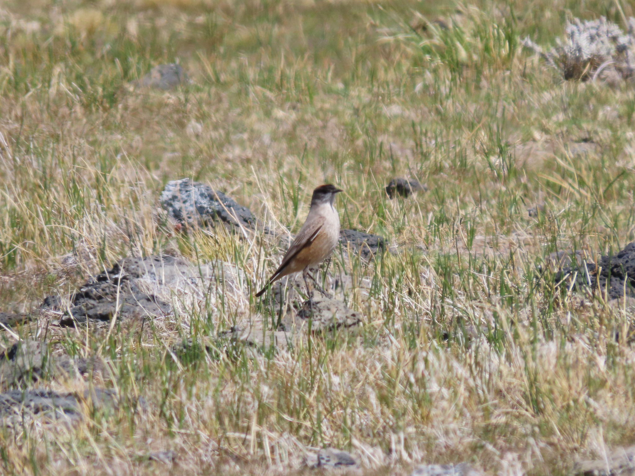 Cinnamon-bellied Ground-Tyrant (Muscisaxicola capistratus)