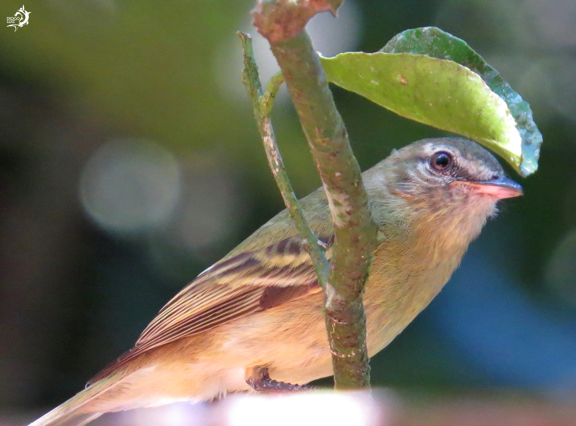 Rough-legged Tyrannulet (Acrochordopus burmeisteri)