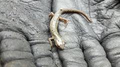 Notophthalmus meridionalis