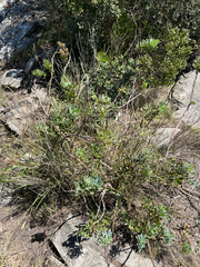 Notobubon laevigatum, photograph (c) Dave U, some rights reserved (CC BY-SA)