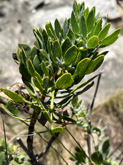 Notobubon laevigatum, photograph (c) Dave U, some rights reserved (CC BY-SA)