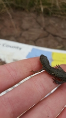 Notophthalmus meridionalis