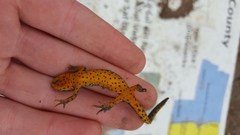Notophthalmus meridionalis