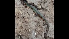 Notophthalmus meridionalis