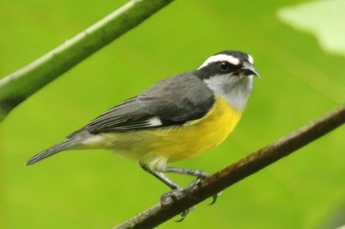 Bananaquit