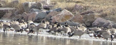 Branta bernicla nigricans