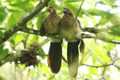 Ortalis erythroptera