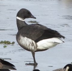 Branta bernicla nigricans