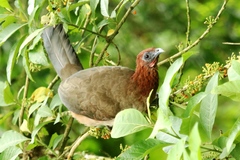 Ortalis erythroptera