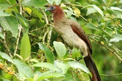 Ortalis erythroptera