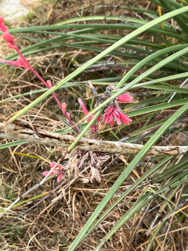 Redflower False Yucca (Hesperaloe parviflora)