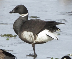 Branta bernicla nigricans