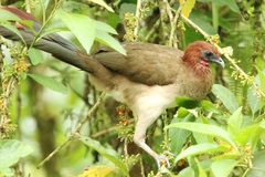 Ortalis erythroptera