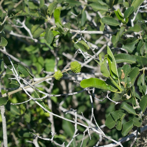 Image of Esenbeckia flava by (c) Bill Levine, some rights reserved (CC BY)