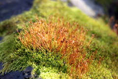 Ceratodon