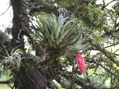 Tillandsia macdougallii