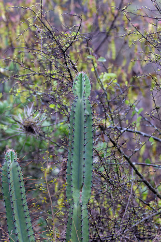Cereus hankeanus (Cereus hankeanus)