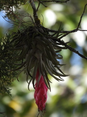 Tillandsia macdougallii
