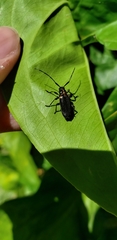 Alcidion humeralis