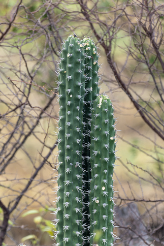 Harrisia tetracantha, photograph 6