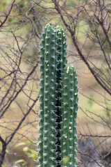 Harrisia tetracantha, photograph (c) David F. Belmonte, some rights reserved (CC BY)