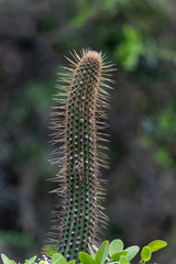 Cleistocactus parviflorus, photograph (c) David F. Belmonte, some rights reserved (CC BY)