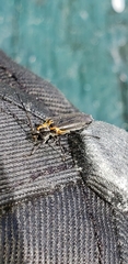 Alcidion humeralis