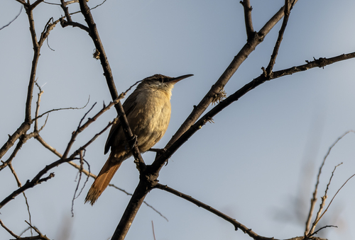 Bolivian Earthcreeper (Tarphonomus harterti), photo 1